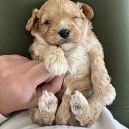 Cavalier King Charles Spaniel and Cavapoo Puppies from CK Cavaliers