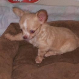 Australian Shepherd and Chihuahua Puppies from RockyTop Hearts
