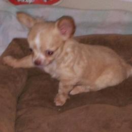 Australian Shepherd and Chihuahua Puppies from RockyTop Hearts