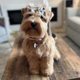 Leah - Miniature Schnauzer