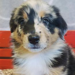 Australian Shepherds, Miniature Australian Shepherds, and Toy Australian Shepherds from Twisted C Aussies