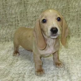 Dachshund Puppies from Cranberry Dachshunds