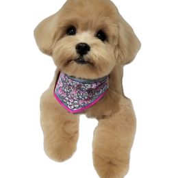 Annie - Maltipoo