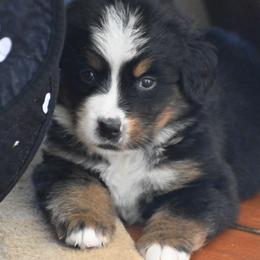 Girl 4 - Black tan and white female Bernese Mountain Dog puppy in Loveland, Colorado from Grateful Bernese & Gage's Goldens