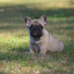 French Bulldog and Pembroke Welsh Corgi Puppies from Little Women's Frenchies & Corgis