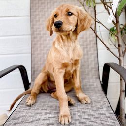 Golden Retriever Puppies from Mountain Reign Golden Retrievers