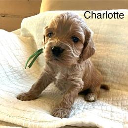Charlotte - Buff and white female Cockapoo puppy in Spring Valley, Wisconsin from Filipiak Breeders