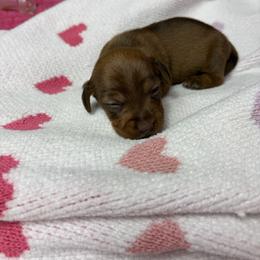 Donna - Brindle female Dachshund puppy in Lake City, Florida from My Ditzy Doxies of Florida