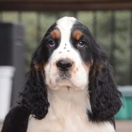 Boy 2 - Black white and tan male English Springer Spaniel puppy in Central, South Carolina from SarMel