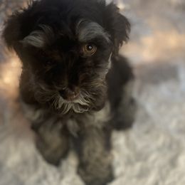 Boy 5 - Chocolate brindle Havapoo puppy in Tropic, Utah from Lady Paws-Kara