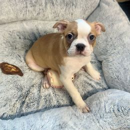 Boy 2 - Red male Boston Terrier puppy in Rosston, Arkansas from Green Acre Boston Terriers