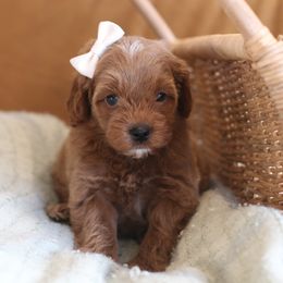 Cavapoo, Goldendoodle, and Poodle Puppies from Dlm_doodles