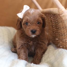 Cavapoo, Goldendoodle, and Poodle Puppies from Dlm_doodles