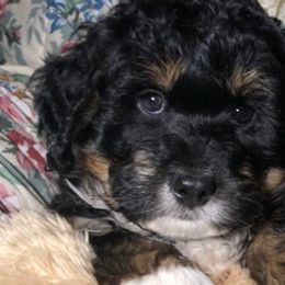 Bernedoodles and Bernese Mountain Dogs from Mindy Doodles