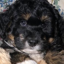 Bernedoodles and Bernese Mountain Dogs from Mindy Doodles