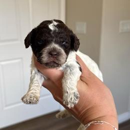 Aspen - Brown roan and tan female Cockapoo puppy in Bountiful, Utah from EasyBreezyDoodles