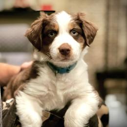 Boy 1 - Miniature Australian Shepherd puppy in Hyrum, Utah from Amie's Aussies & Doodles