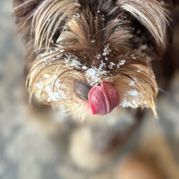 Deegan - Miniature Schnauzer
