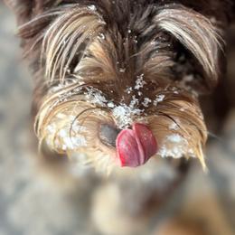 Deegan - Miniature Schnauzer