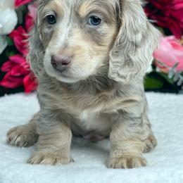 Dachshund Puppies from River Run Dachshunds