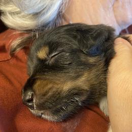 Australian Shepherd Puppies from NEK Aussies