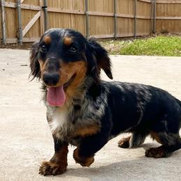 Dutch - Dachshund
