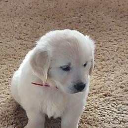 Belle - Light golden female Golden Retriever puppy in Fowlerville, Michigan from Gratz Kennels