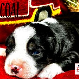 BRUSHY CREEKS COAL - Black tri male Miniature Australian Shepherd puppy in Red Oak, Texas from Brushy Creek Aussies & Mini Aussies