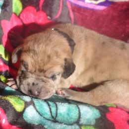 Fawn Merle Boy Black Collar - Merlequin male Great Dane puppy in Alvarado, Texas from Texas Blue Danes