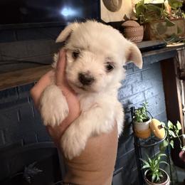 Maltese Puppies from Ayres to Heirs Puppy Co.