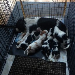 Cavalier King Charles Spaniels and Great Pyrenees from Miller Cavs and Pyrs