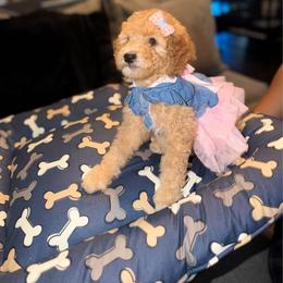 GOLDEN SWEET YELLOW GIRL - Apricot female Poodle puppy in Porter, Texas from KD's Luxury Nursery