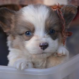Birch, little dog with a big heart - Blue male Pembroke Welsh Corgi puppy in Michigan from Metzger Homestead