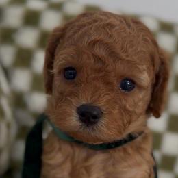 Seven - Red male Cavapoo puppy in Queen Creek, Arizona from Sunny Doodles