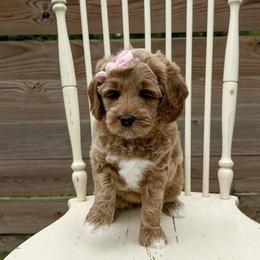 Rachel - Apricot female Australian Labradoodle puppy in Chelsea, Michigan from Michigan Labradoodles
