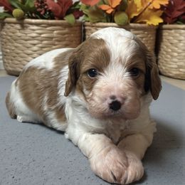 Daniel - Blenheim male Cavapoo puppy in Oklahoma from Rocky Oak Cavaliers & Biewer Terriers LLC
