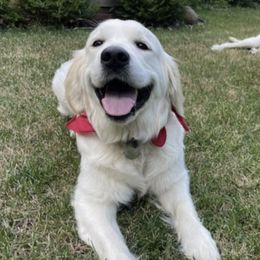 Haddie - Golden Retriever