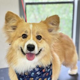 Hank - Pembroke Welsh Corgi