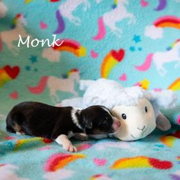 Monk - Black tri-color male Australian Shepherd puppy in Benton City, Washington from Eventide Australian Shepherds