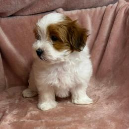 Cuba - Red male Havanese puppy in Maryville, Missouri from Dreamworks Havanese