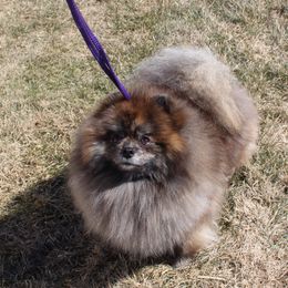 Moonshine - Brindle male Pomeranian puppy in Midland, Michigan from A&M Pomeranians