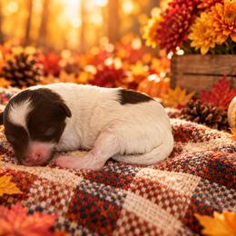 Dawson - Chocolate male Cavapoo puppy in Myrtle Beach, South Carolina from Colorful-K9'S