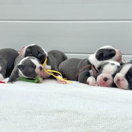 Boston Terrier puppies from Kline Kennels