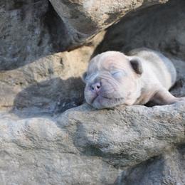 Boy 3 - male French Bulldog puppy in Saucier, Mississippi from Mississippi Sound Frenchies
