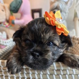 Yeska - Brown Shichon puppy in Upland, California from IDREAMOFPUPPIES