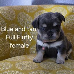 Diamond - Blue female French Bulldog puppy in Grand Junction, Colorado from Elisabeth's Frenchies