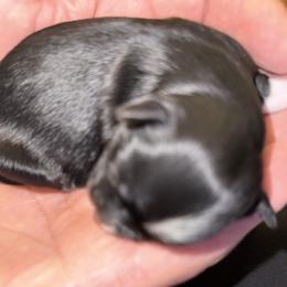 Keegan - Black male Havanese puppy in Hudson, New York from Havanese of Claverack and Hudson Valley Labradors