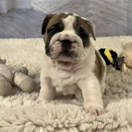 Bulldog Puppies from Sweet Rolls