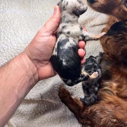 Dapple Boy - Dapple male Dachshund puppy in Aragon, Georgia from Daschunds Unlimited