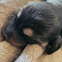 Boy 1 - Black and cream male Dachshund puppy in Lebanon, Oregon from Willow Moons Dachshunds